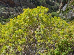 Euphorbia dendroides